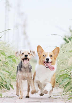 dogs
